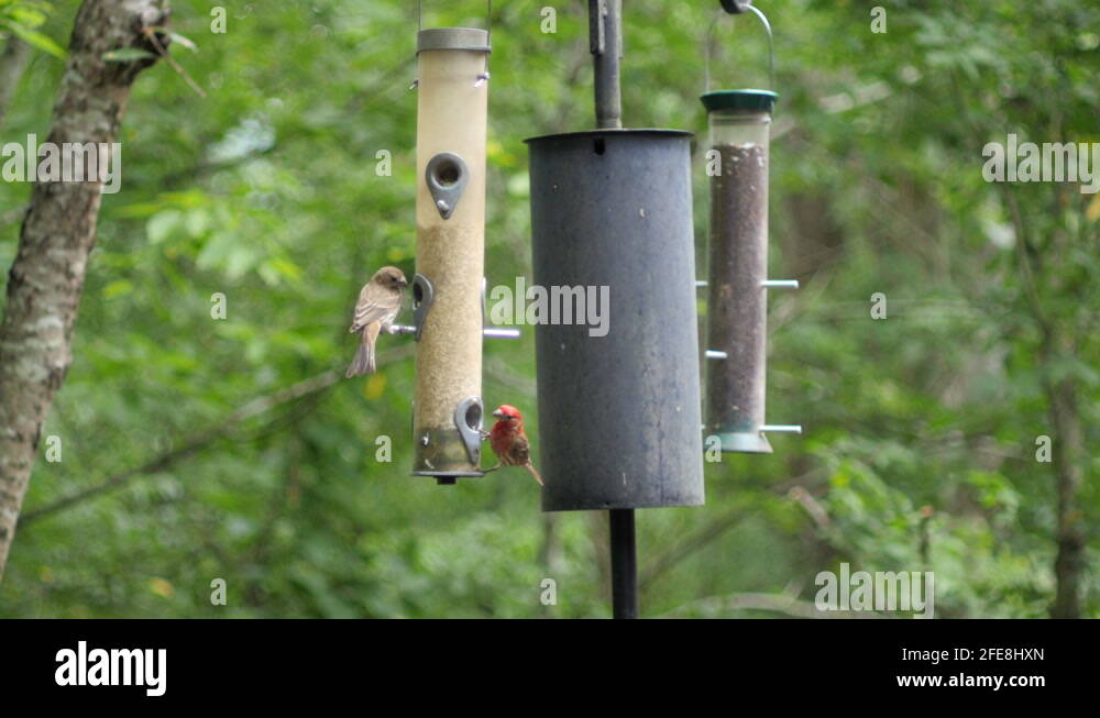 House finches at bird feeder Stock Videos & Footage HD and 4K Video