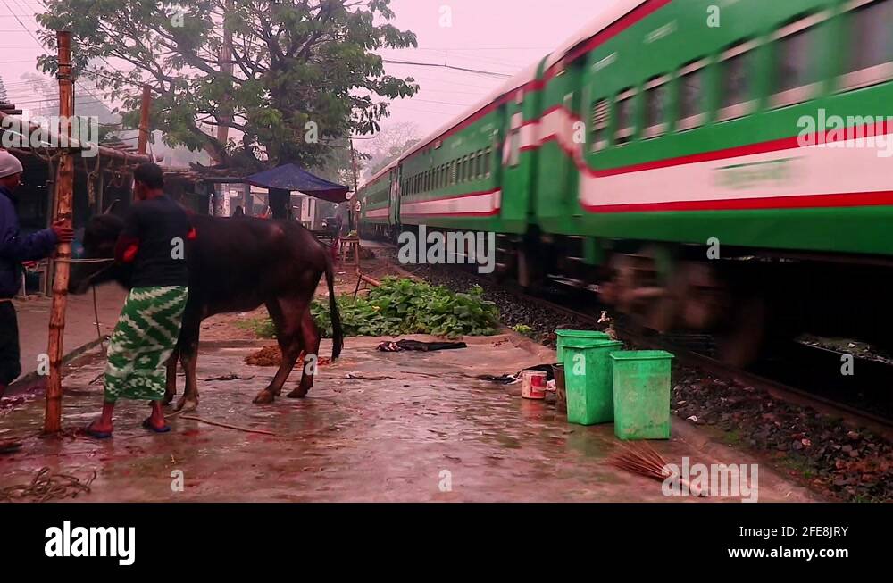 Animals of bangladesh Stock Videos & Footage - HD and 4K Video Clips ...