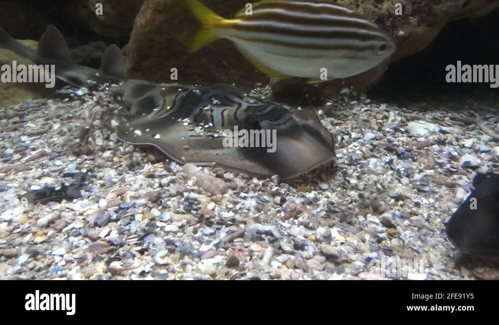 Banjo fish Stock Videos & Footage HD and 4K Video Clips Alamy