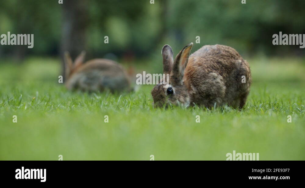 Wild Rabbits Eating Grass And Hopping In The Park Of Amsterdam Stock