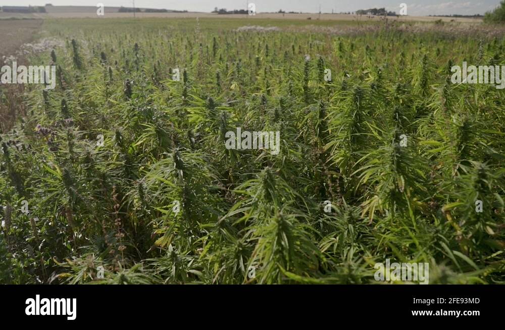 Extract cbd Stock Videos & Footage HD and 4K Video Clips Alamy