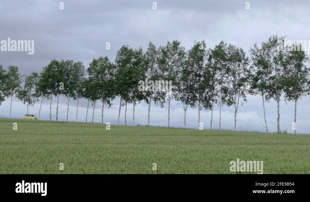 Slim trees Stock Videos & Footage HD and 4K Video Clips Alamy