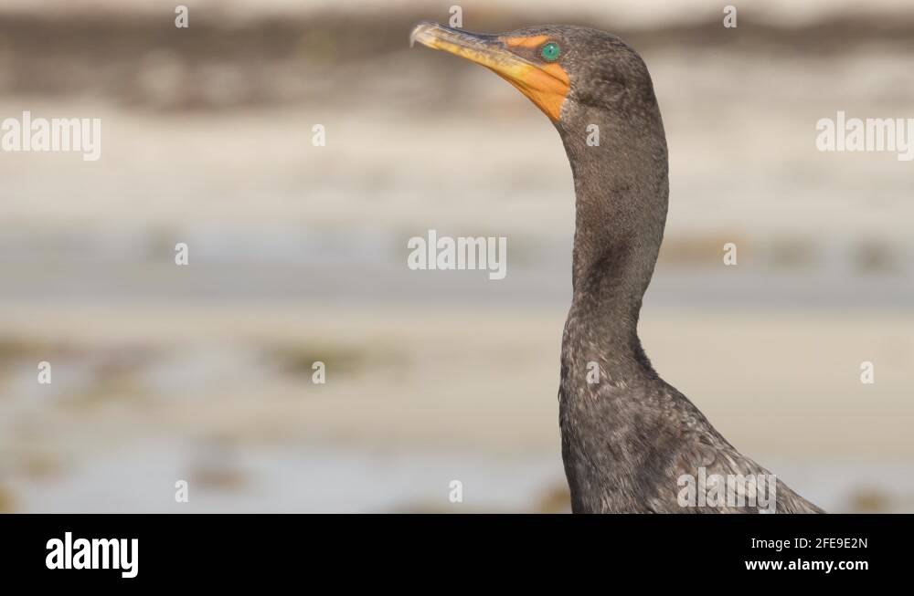 cormorant portrait close up with beak bill opening Stock Video Footage ...