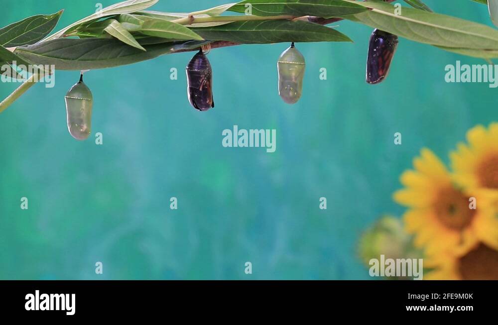 Monarch butterfly chrysalis stages Stock Videos & Footage HD and 4K