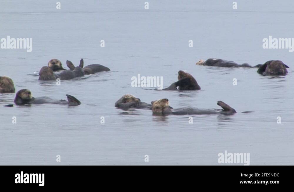 Colony of sea otters grooming themselves and floating in the shallow ...