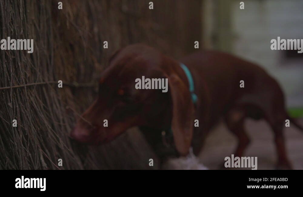 Pulling dog ears Stock Videos & Footage HD and 4K Video Clips Alamy