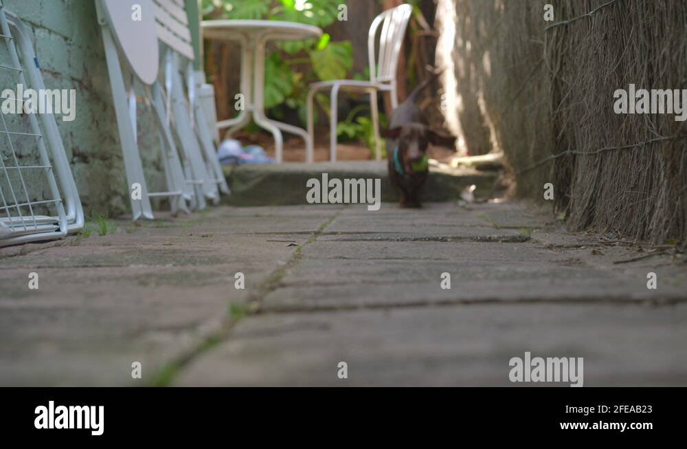 Small sausage dog Stock Videos & Footage HD and 4K Video Clips Alamy