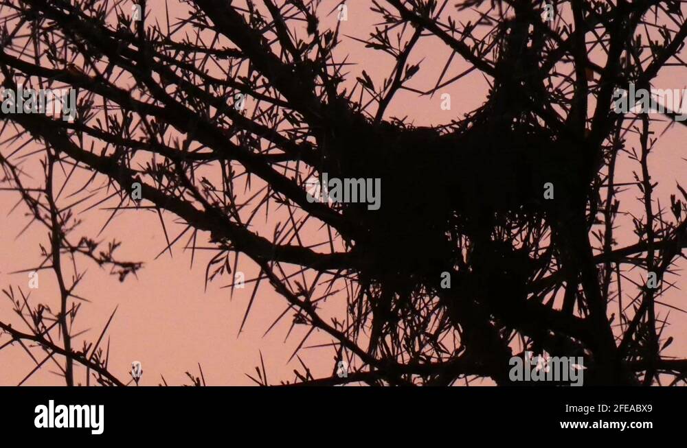 Tree finches Stock Videos & Footage HD and 4K Video Clips Alamy