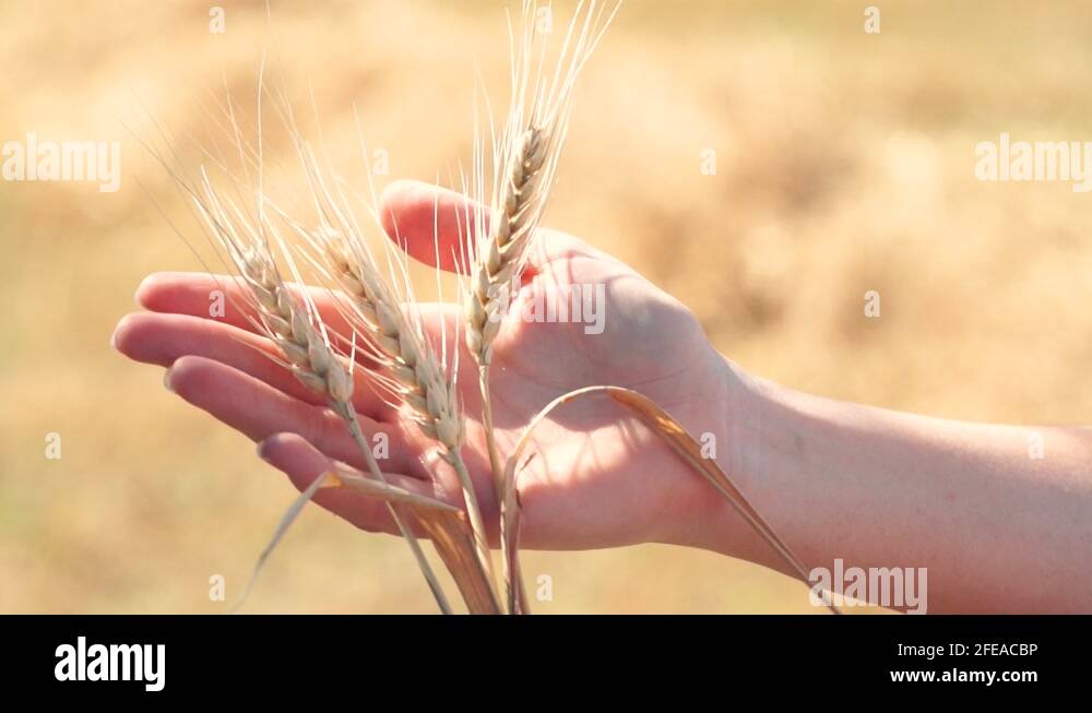 Cereal export Stock Videos & Footage HD and 4K Video Clips Alamy