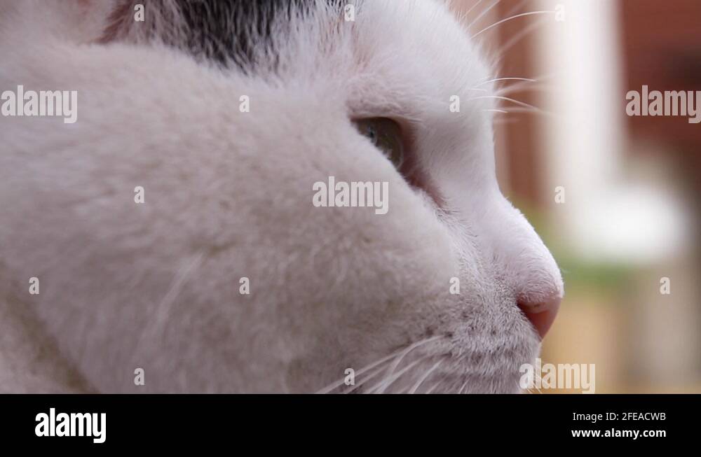White cats face Stock Videos & Footage - HD and 4K Video Clips - Alamy