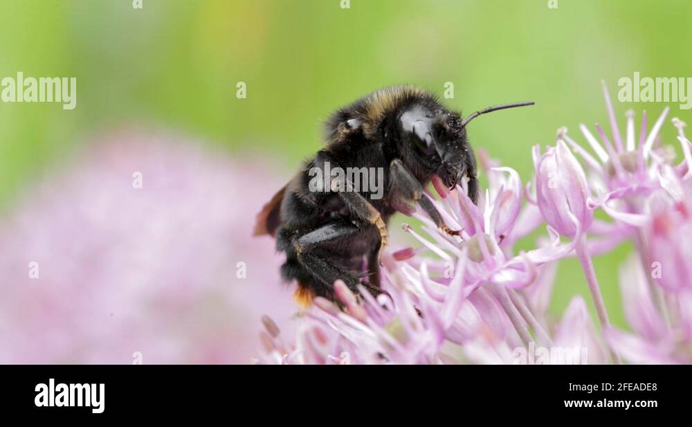 Species of bumblebee Stock Videos & Footage - HD and 4K Video Clips - Alamy