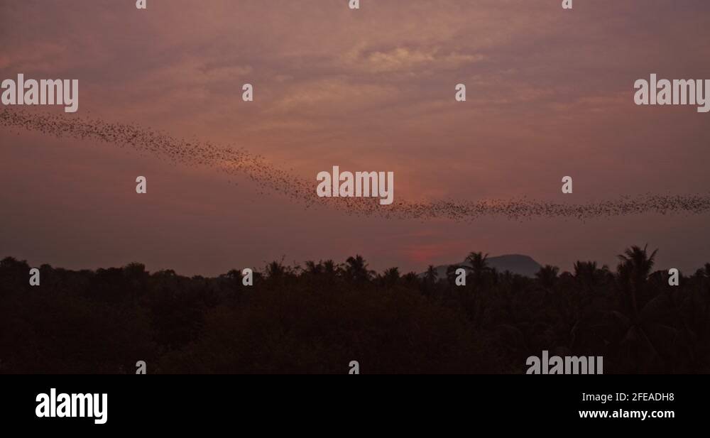 Colossal Colony Of Bats Flying In Formation Through Frame Over