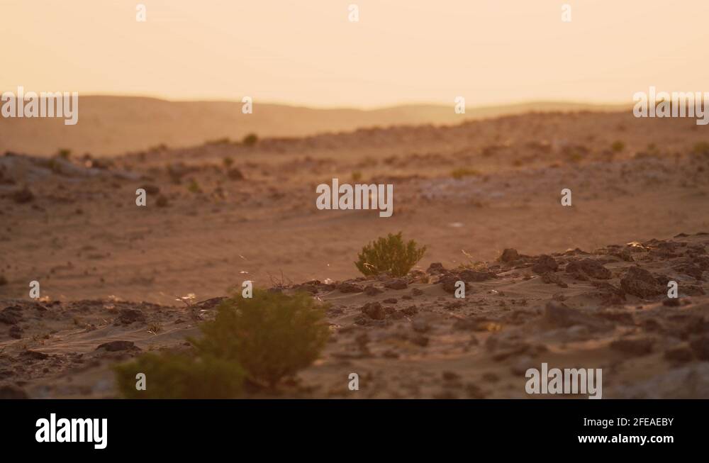 Desert plants qatar Stock Videos & Footage HD and 4K Video Clips Alamy