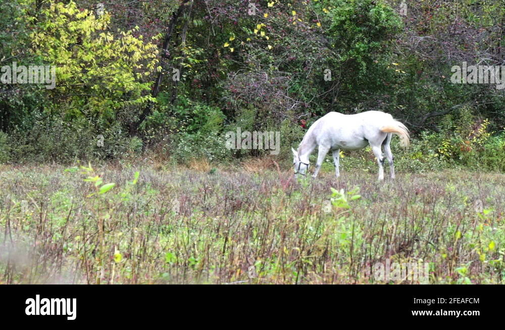 Horse wearing halter Stock Videos & Footage HD and 4K Video Clips Alamy