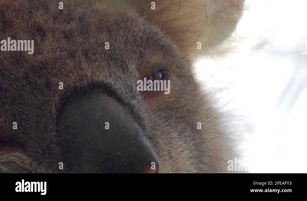 Close up view of a koala's eye. It looks relaxed, almost sleepy Stock