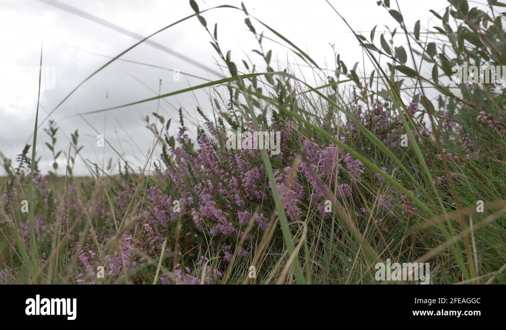 Heaths and heathers Stock Videos & Footage HD and 4K Video Clips Alamy
