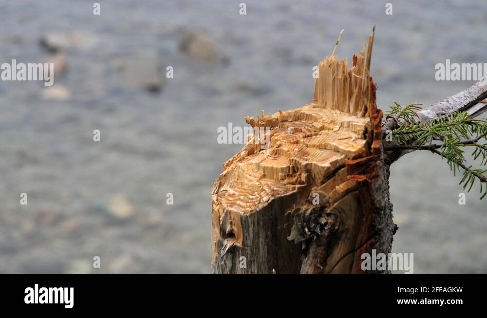 Conifer tree stump Stock Videos & Footage HD and 4K Video Clips Alamy