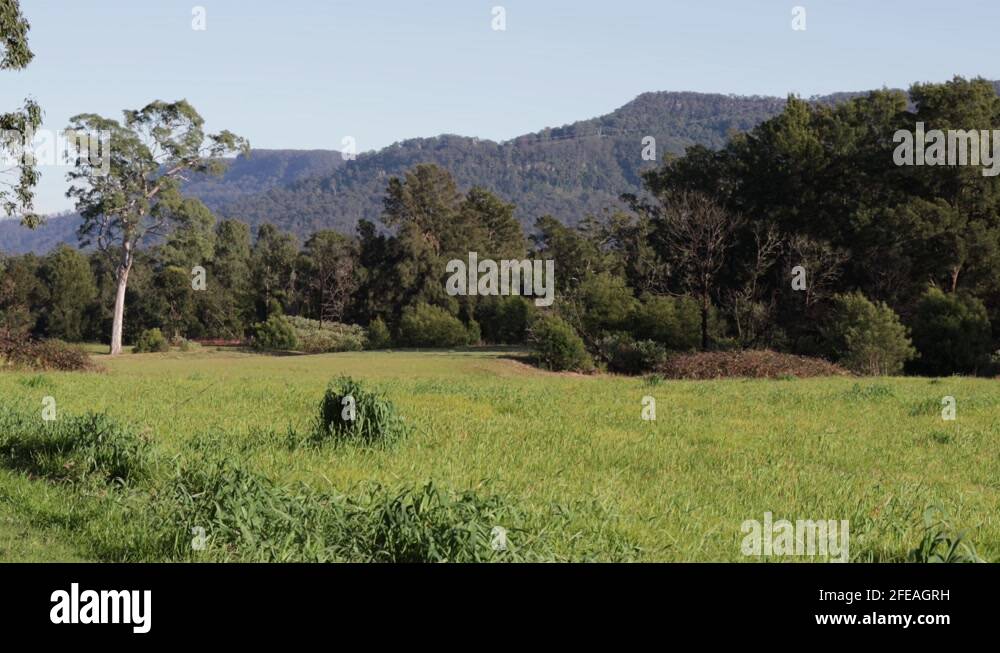 Tall trees in western australia Stock Videos & Footage HD and 4K Video Clips Alamy