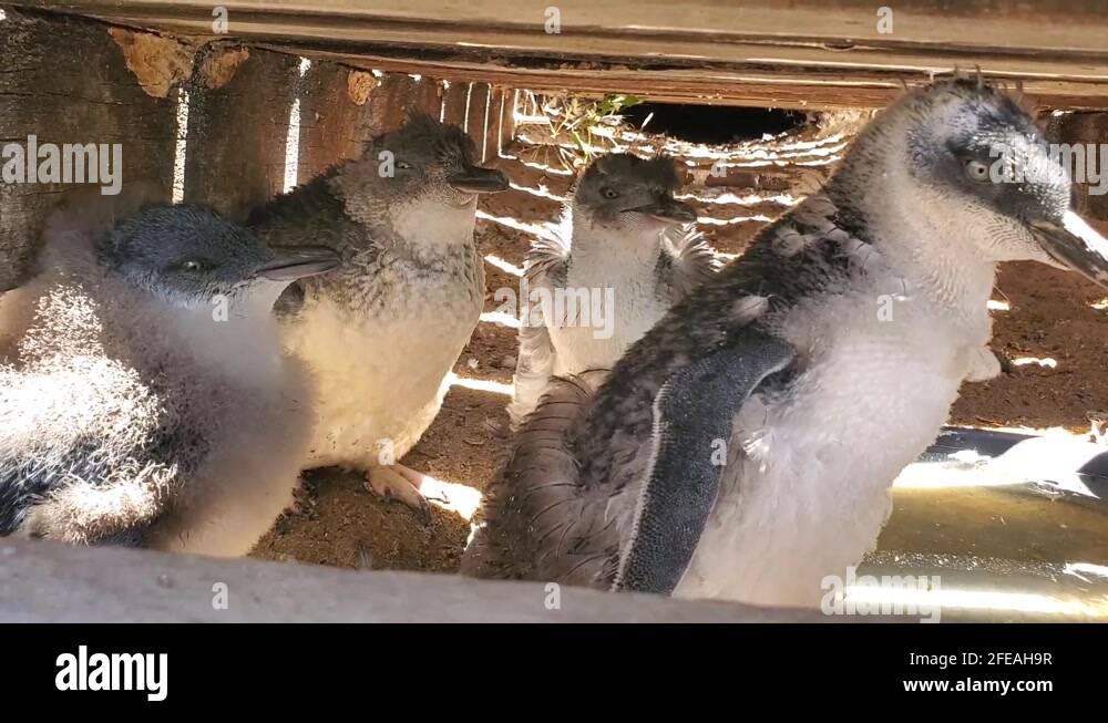 Fairy penguins Stock Videos & Footage - HD and 4K Video Clips - Alamy
