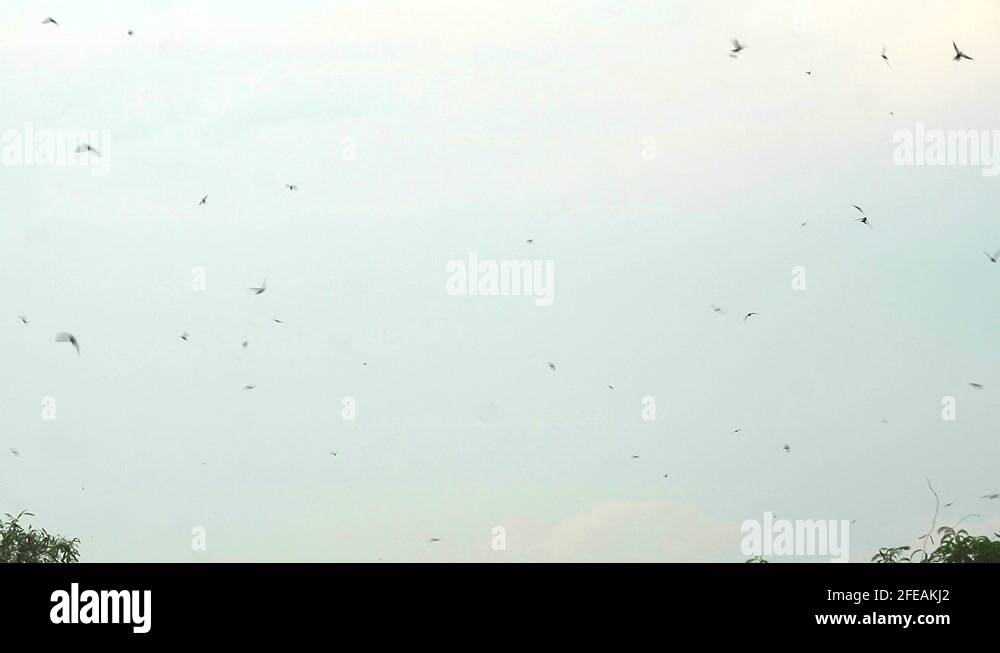 Eat flying insects Stock Videos & Footage HD and 4K Video Clips Alamy