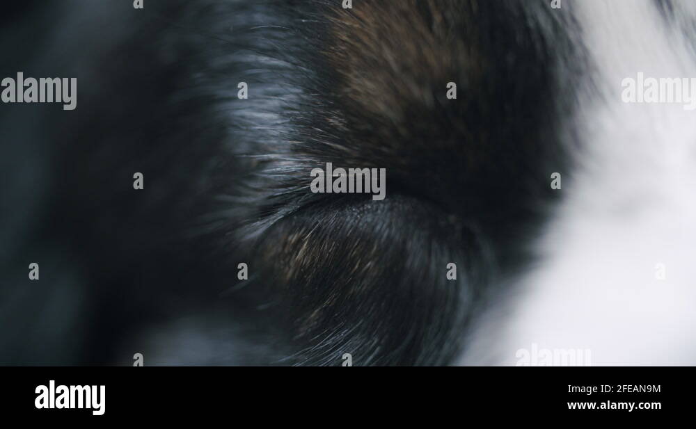 Sleep rem Stock Videos & Footage HD and 4K Video Clips Alamy