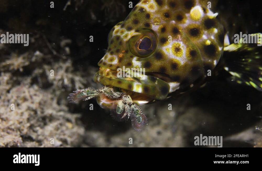 Animal behaviour video of a colourful fish eating a sea creature caught
