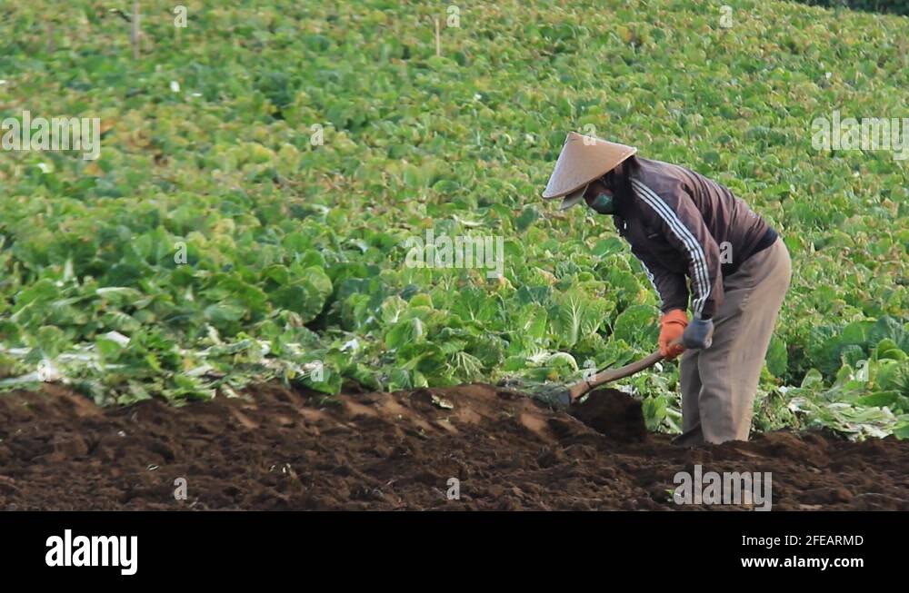 a vegetable garden farmer is picking up soil in preparation for