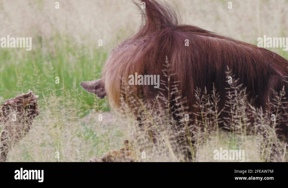 Hyena at carcass Stock Videos & Footage - HD and 4K Video Clips - Alamy