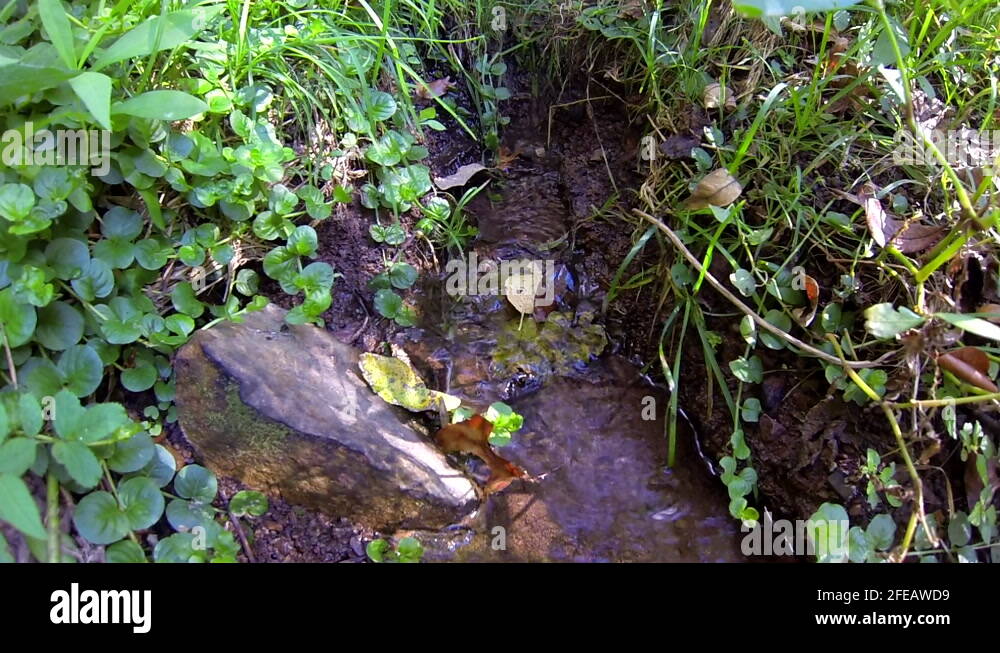 Rivulet Stock Videos & Footage HD and 4K Video Clips Alamy