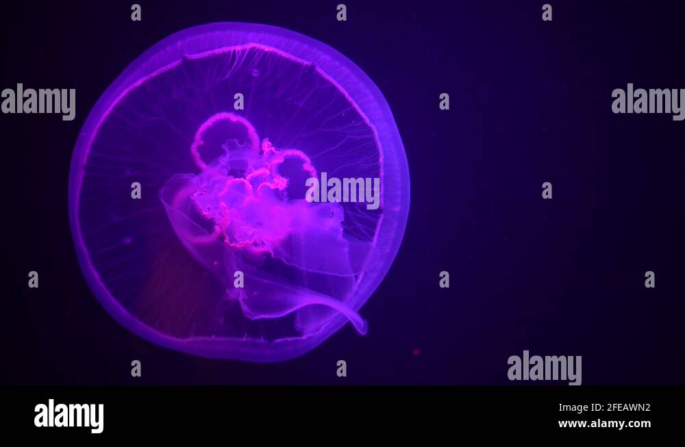 Jellyfish stinging tentacles Stock Videos & Footage HD and 4K Video