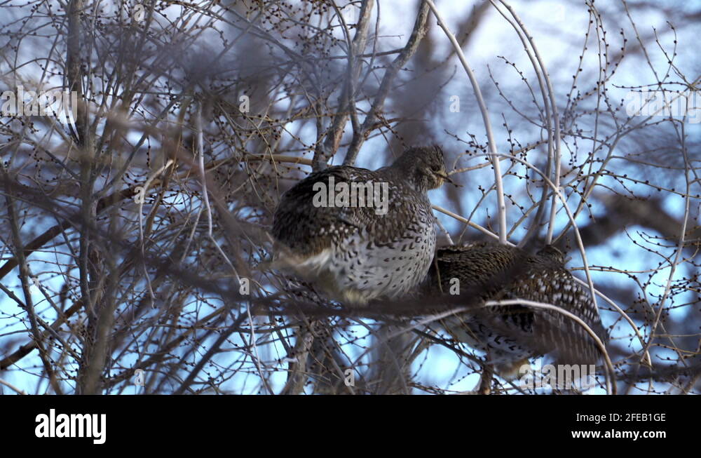 Sharp tree Stock Videos & Footage - HD and 4K Video Clips - Alamy