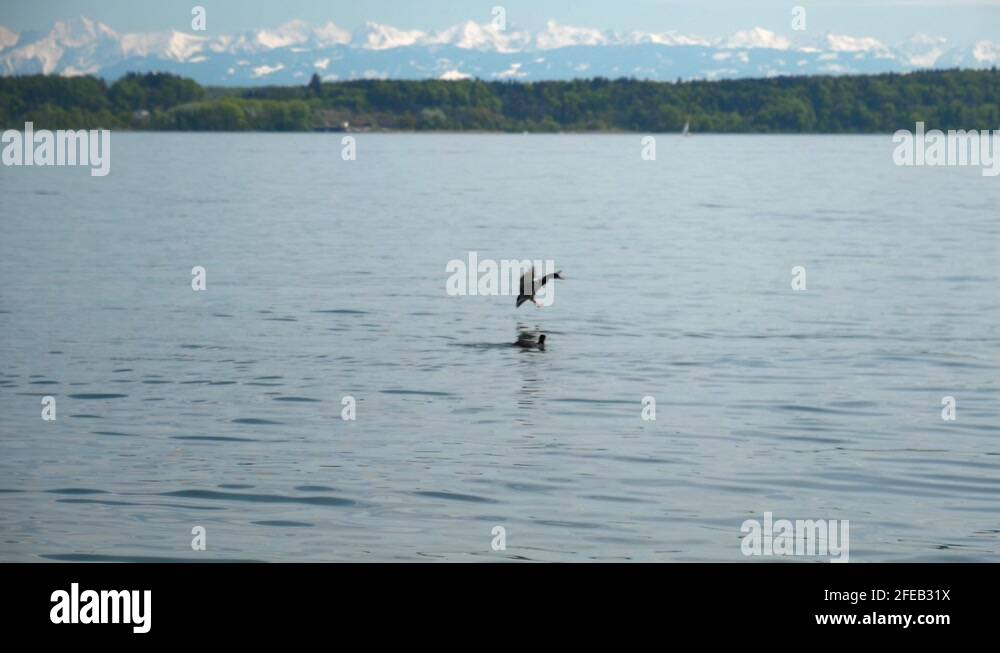 Mallard duck gliding in water Stock Videos & Footage - HD and 4K Video ...