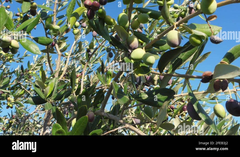 Olive tree family Stock Videos & Footage HD and 4K Video Clips Alamy