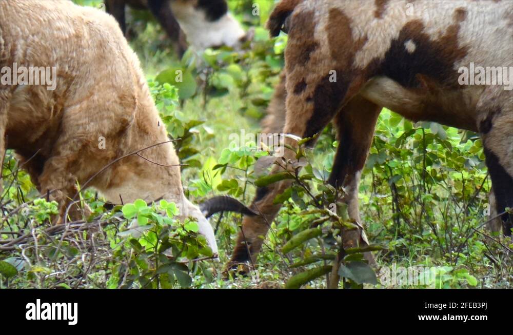 Sheep eating grass minecraft Stock Videos & Footage HD and 4K Video Clips Alamy