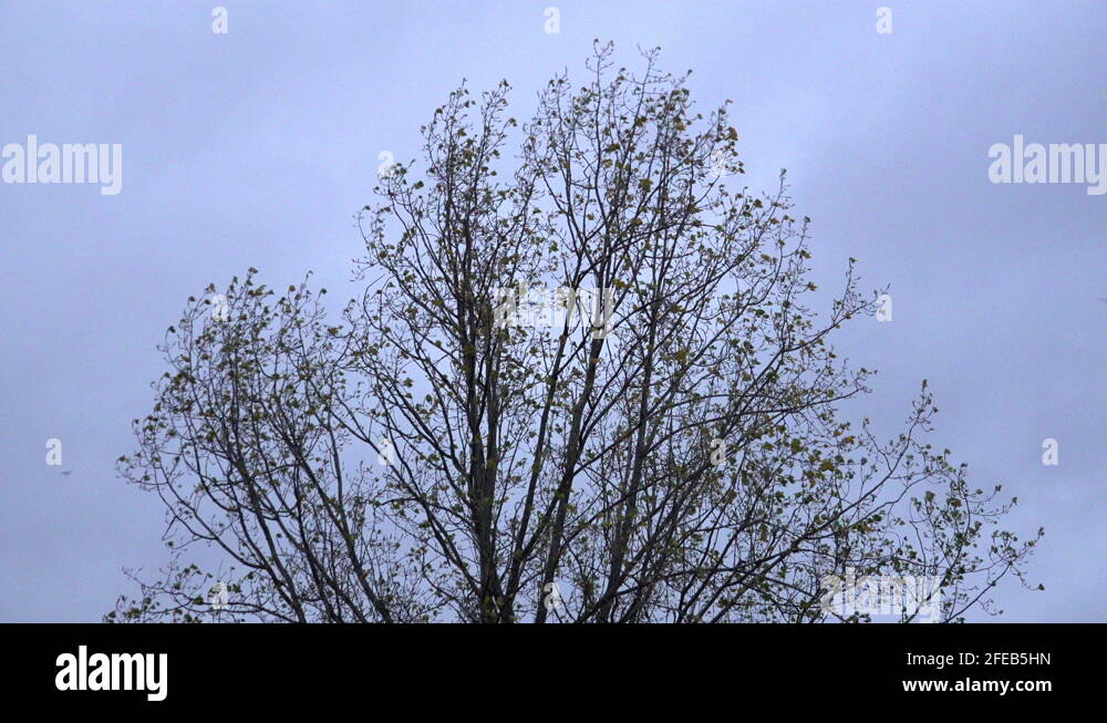 Branches bend Stock Videos & Footage HD and 4K Video Clips Alamy