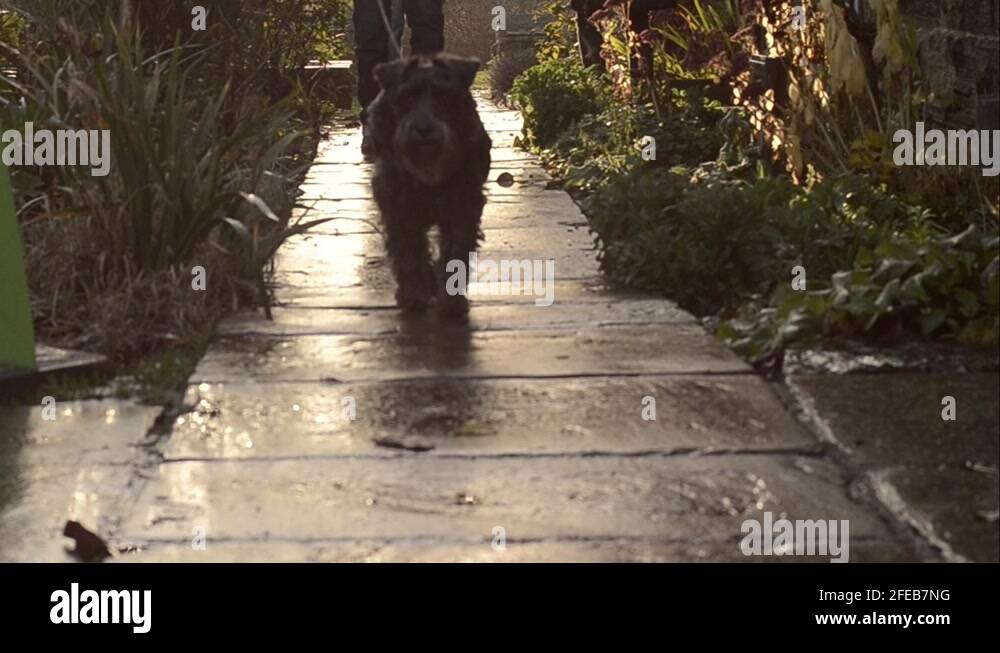 Walking the dog on pavement Stock Videos & Footage HD and 4K Video