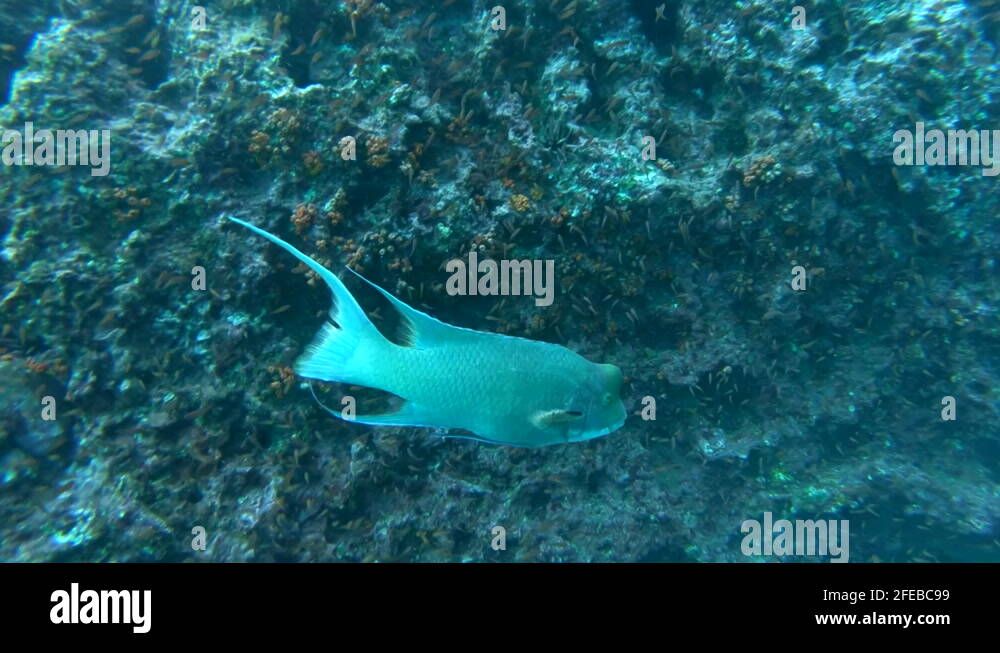 Hogfish Swimming Underwater in Coral in the Galapagos Islands Stock