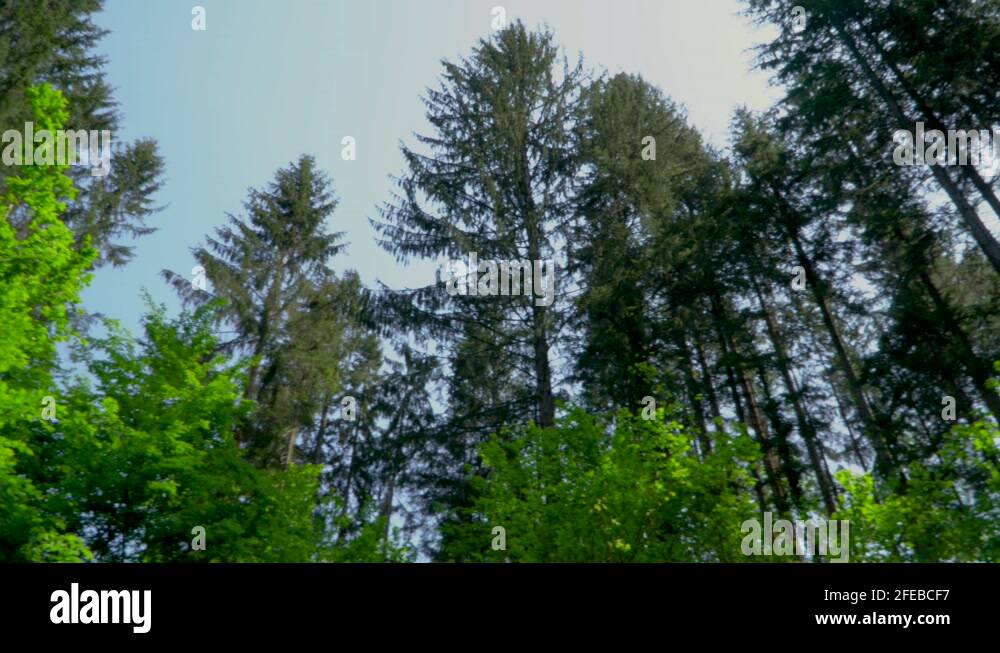 Deciduous conifers Stock Videos & Footage HD and 4K Video Clips Alamy