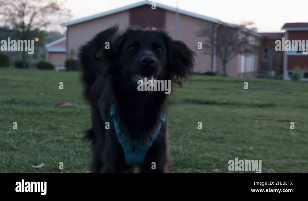 Dog breed regulation Stock Videos & Footage HD and 4K Video Clips Alamy