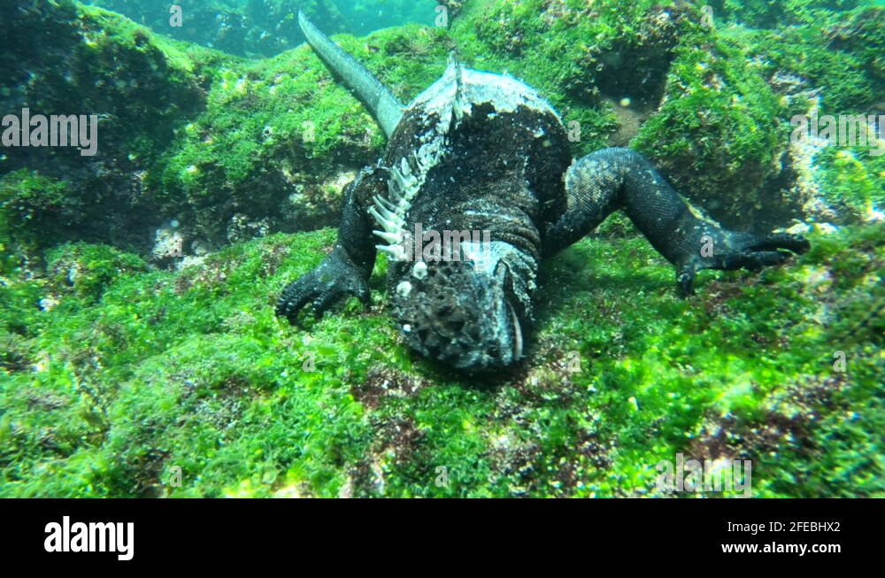 Marine iguana and underwater Stock Videos & Footage - HD and 4K Video