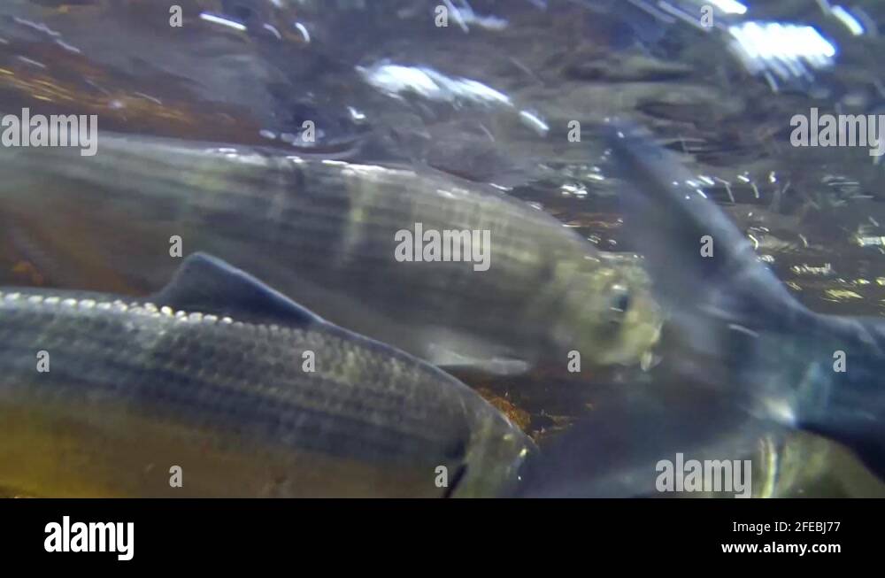 Migration fish Stock Videos & Footage - HD and 4K Video Clips - Alamy