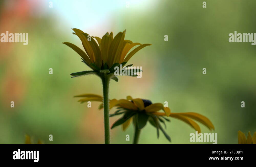 Blurry background Stock Videos & Footage - HD and 4K Video Clips - Alamy