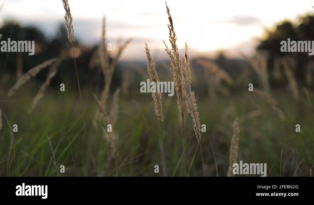 Tall dried grass Stock Videos & Footage HD and 4K Video Clips Alamy