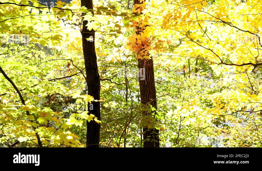 Slender tree trunks Stock Videos & Footage HD and 4K Video Clips Alamy