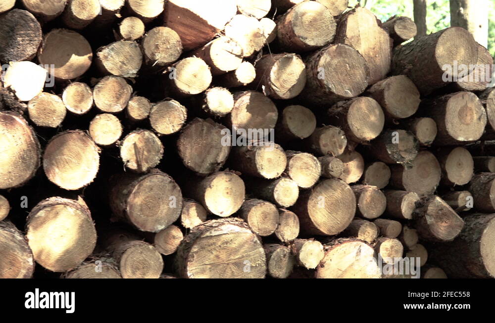 Stacked freshly cut trees Stock Videos & Footage HD and 4K Video