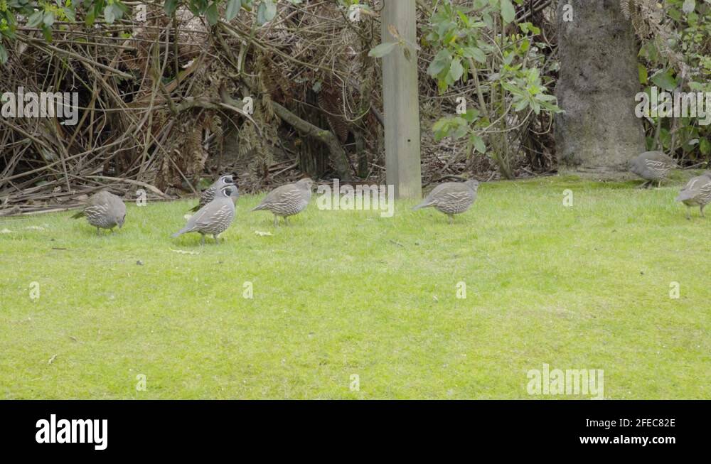 quail-feeding-stock-videos-footage-hd-and-4k-video-clips-alamy