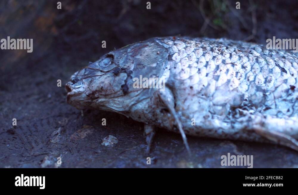 Poaching critically endangered Stock Videos & Footage HD and 4K Video