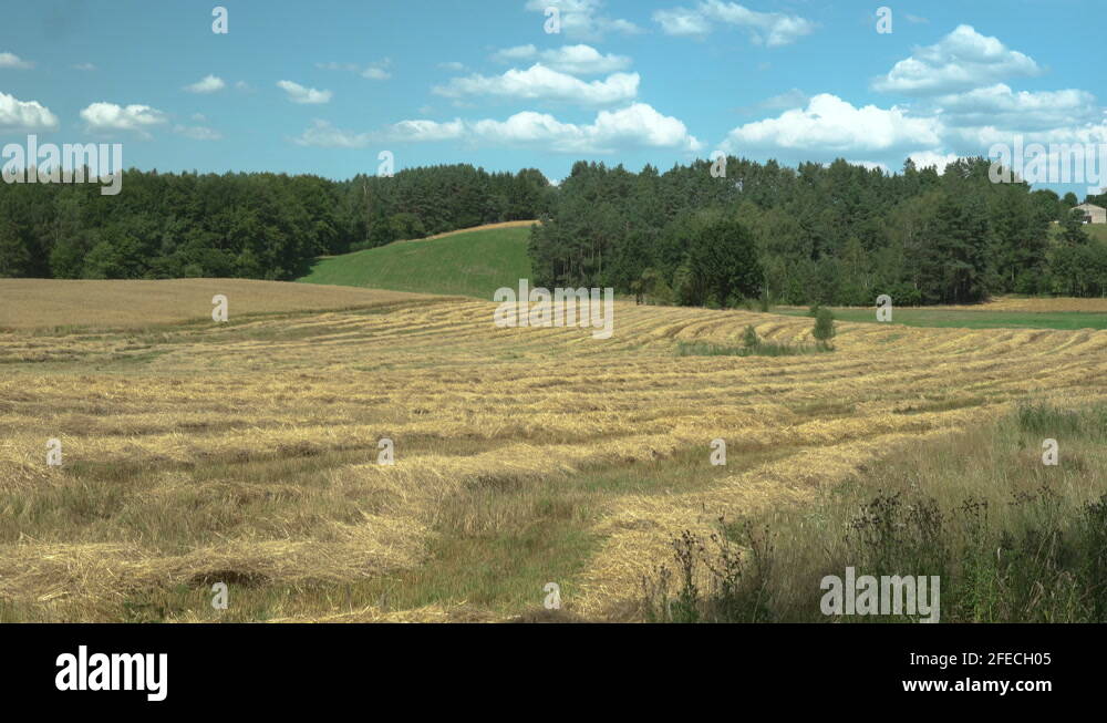 Tilt Down from the Sky on a Blue Sunny Day with Fluffy Clouds, to a