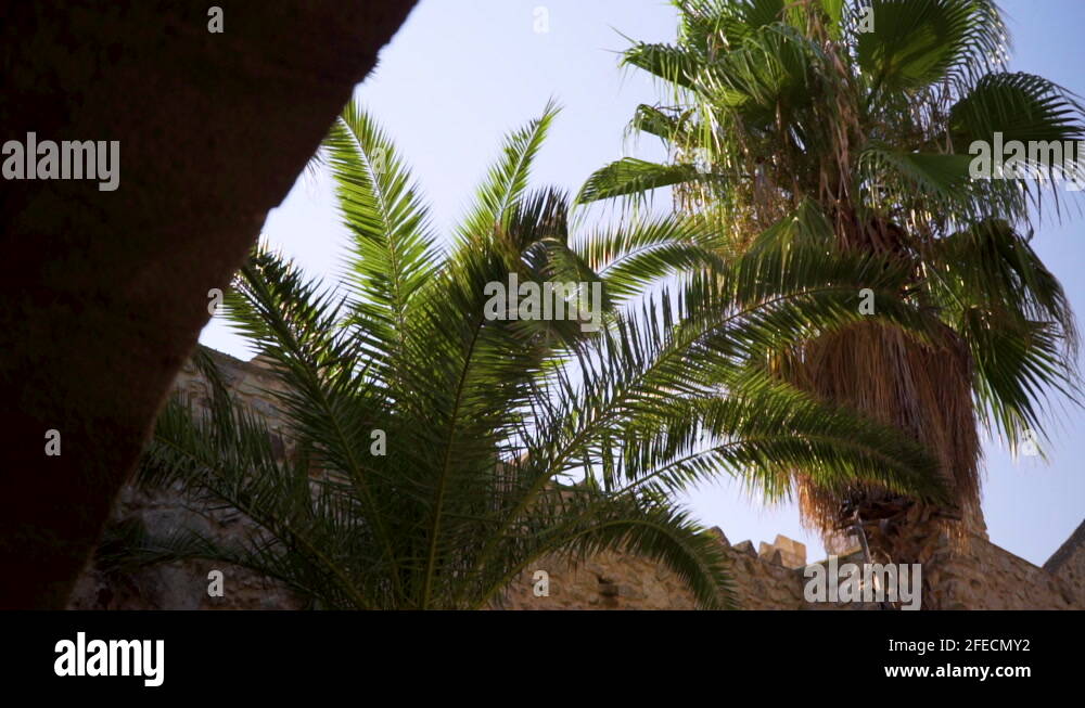 Are palm trees full sun Stock Videos & Footage HD and 4K Video Clips Alamy