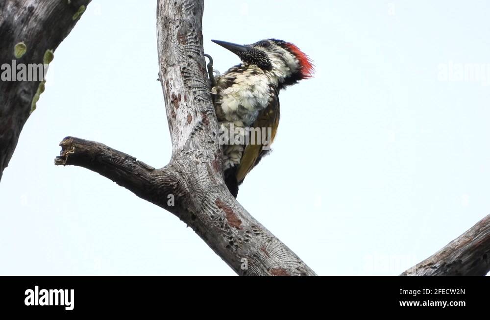 Woody woodpecker Stock Videos & Footage - HD and 4K Video Clips - Alamy